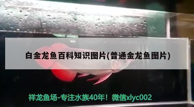 白金龍魚(yú)百科知識(shí)圖片(普通金龍魚(yú)圖片)（白金龍魚(yú)百科知識(shí)圖片）