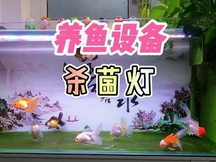 馬印和仟湖哪個(gè)更好？（養(yǎng)魚筆記第2季43集:魚缸殺菌燈選購(gòu)指南）