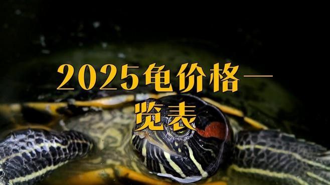 和田玉龍龜的價格范圍是多少（和田玉龍龜價格一覽表小鹿漫游記和田玉籽料龍龜價格一覽）