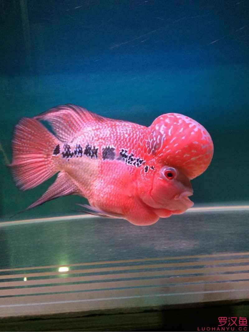 兩個月的對比（小平頭到家已兩個月）