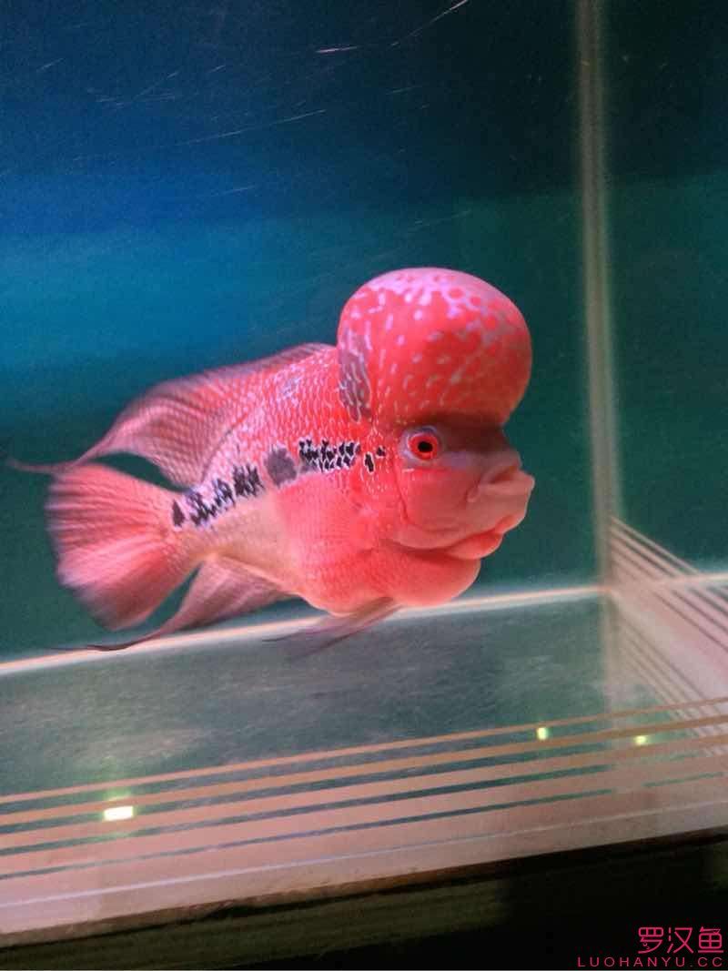 兩個月的對比（小平頭到家已兩個月）