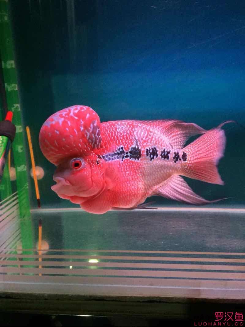兩個(gè)月的對(duì)比（小平頭到家已兩個(gè)月）