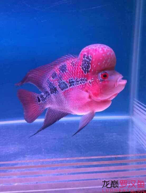 上海觀賞魚進(jìn)口商家有哪些公司承包，，上海觀賞魚進(jìn)口商家