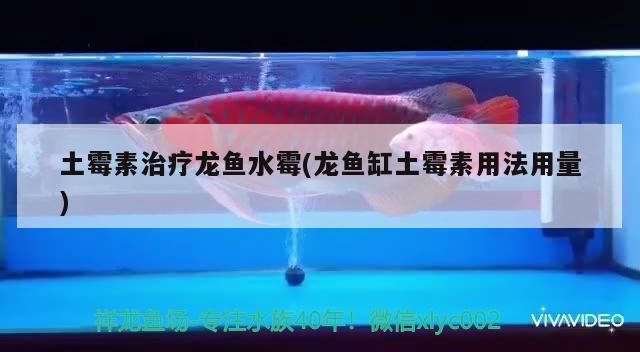 土霉素治療龍魚水霉(龍魚缸土霉素用法用量)（土霉素治療龍魚水霉病）