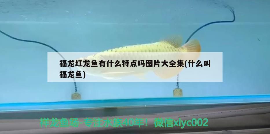 汕頭水族批發(fā)市場地址在哪里呀多少錢(汕頭水族批發(fā)市場地址在哪里呀多少錢一個)（汕頭水族批發(fā)市場地址）