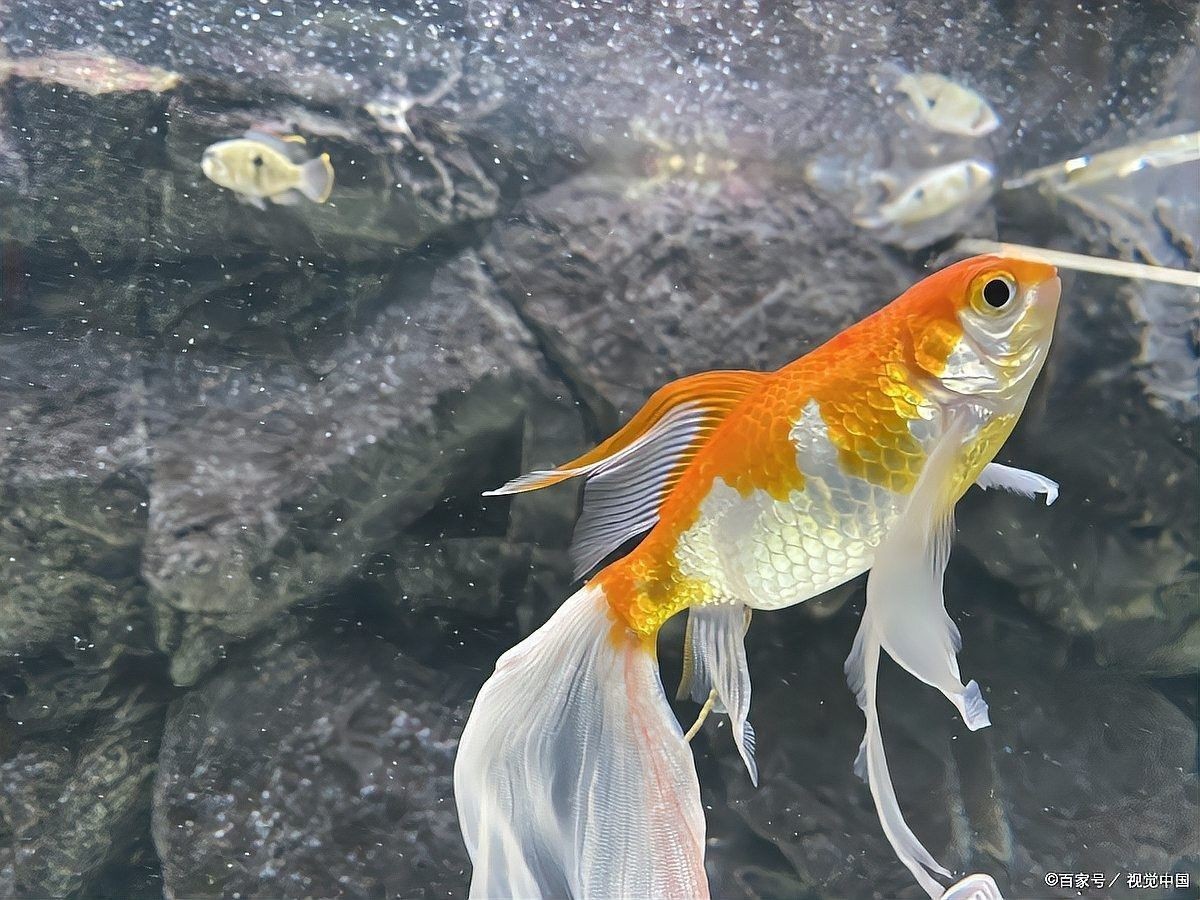 龍魚爛鰭爛尾如何治療（龍魚爛鰭爛尾怎么辦）