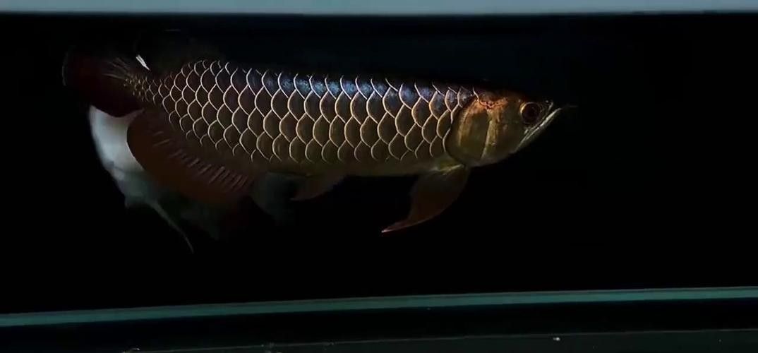 尉氏哪個水族館龍魚好？祥龍魚場龍魚（尉氏縣祥龍魚場以其優質的龍魚養殖而聞名，體驗與龍魚互動的樂趣）
