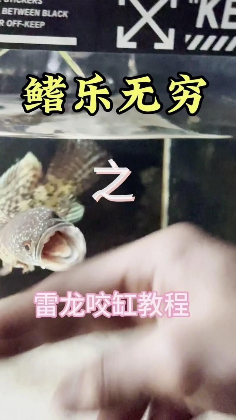 如何預防雷龍魚凍傷？（如何預防雷龍魚凍傷）