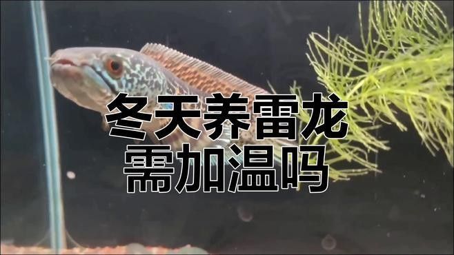 如何預防雷龍魚凍傷？（如何預防雷龍魚凍傷）