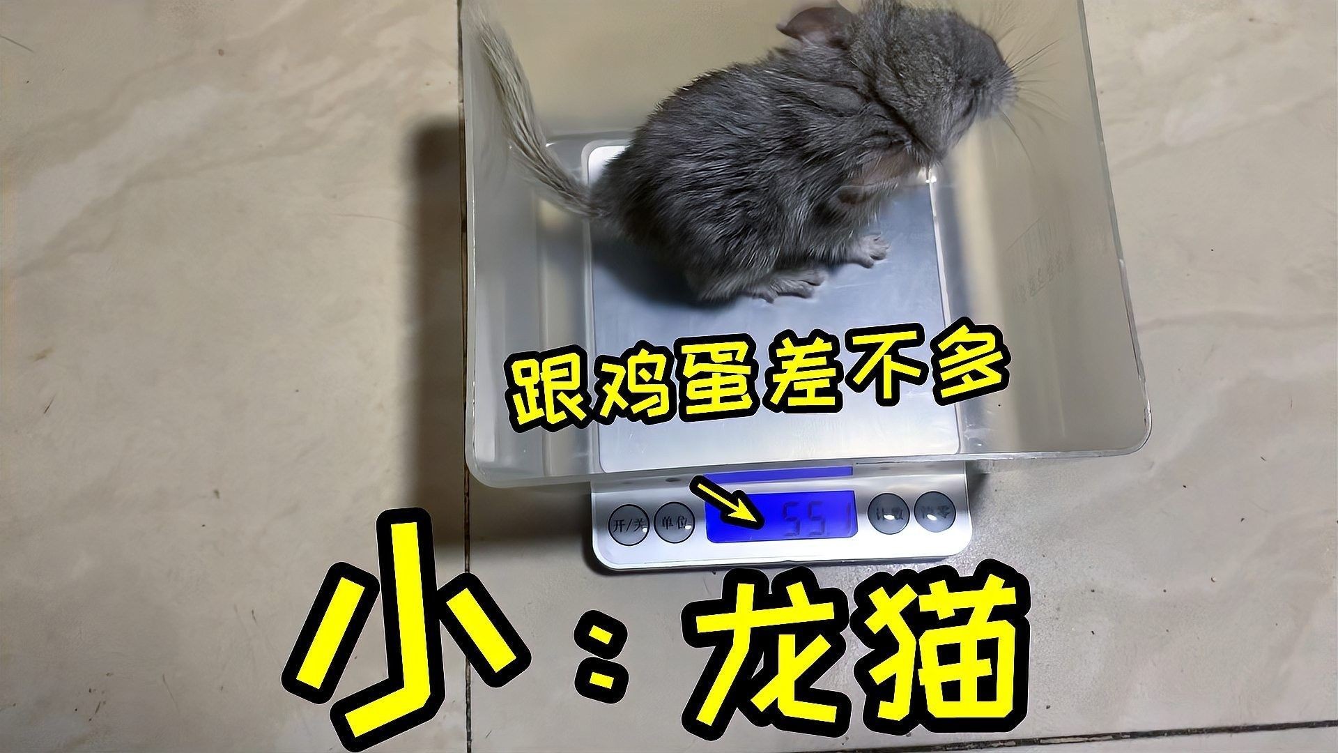 東莞龍魚批發市場在哪里呢（東莞龍魚批發市場位置在哪里，）