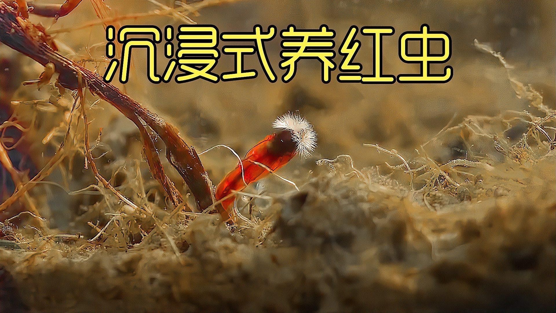 如何處理和保存紅蟲？（冬季釣鯽魚紅蟲不宜存活，建議試試這3個保存方法，輕松搞定）