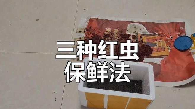 如何處理和保存紅蟲？（冬季釣鯽魚紅蟲不宜存活，建議試試這3個保存方法，輕松搞定）