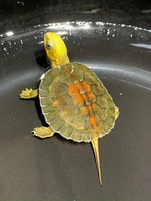 如何區(qū)分紫底金頭與B級過背金龍魚（底金頭與b級過背金龍魚在外觀上有一些顯著的區(qū)別）
