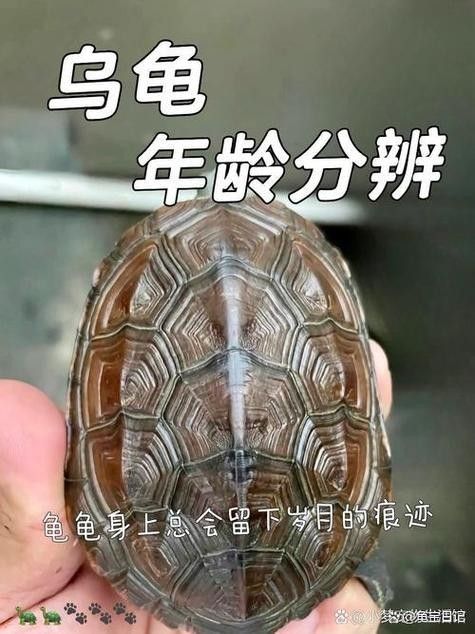 如何區(qū)分紫底金頭與B級過背金龍魚（底金頭與b級過背金龍魚在外觀上有一些顯著的區(qū)別）