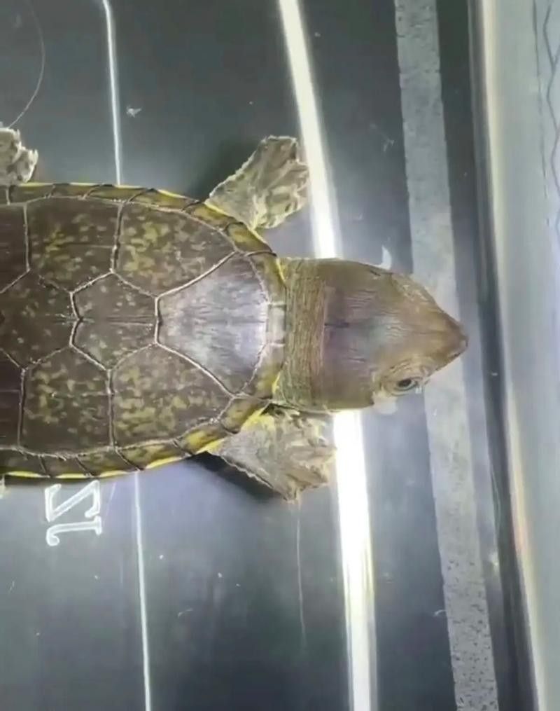 如何區(qū)分紫底金頭與B級過背金龍魚（底金頭與b級過背金龍魚在外觀上有一些顯著的區(qū)別）