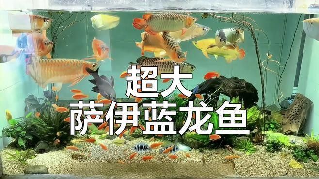 藍龍魚有哪些品種（養魚指南|如何區分不同種類的龍魚）