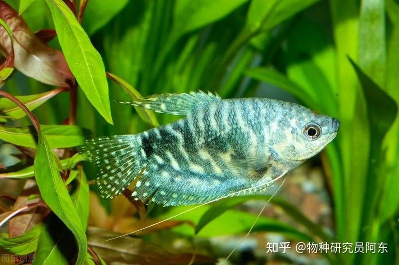 藍龍魚有哪些品種（養魚指南|如何區分不同種類的龍魚）