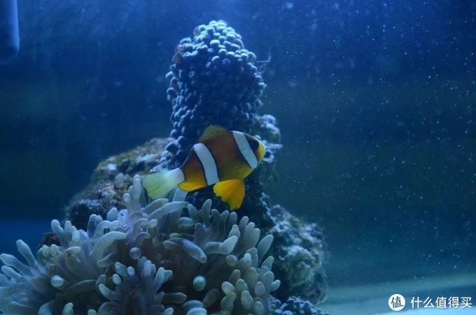 揚州洪龍魚村訂餐電話地址（揚州洪龍魚村訂餐電話地址查詢）（揚州洪龍魚村是揚州地區(qū)的特色魚類） 揚州洪龍魚村訂餐電話地址（揚州洪龍魚村訂餐電話地址查詢）（揚州洪龍魚村是揚州地區(qū)的特色魚類） 觀賞魚百科 第2張