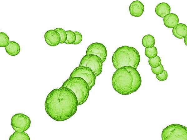 白霉病自愈需要多長時間？（白霉病（通常指外陰陰道假絲酵母菌病或霉菌性陰道炎））