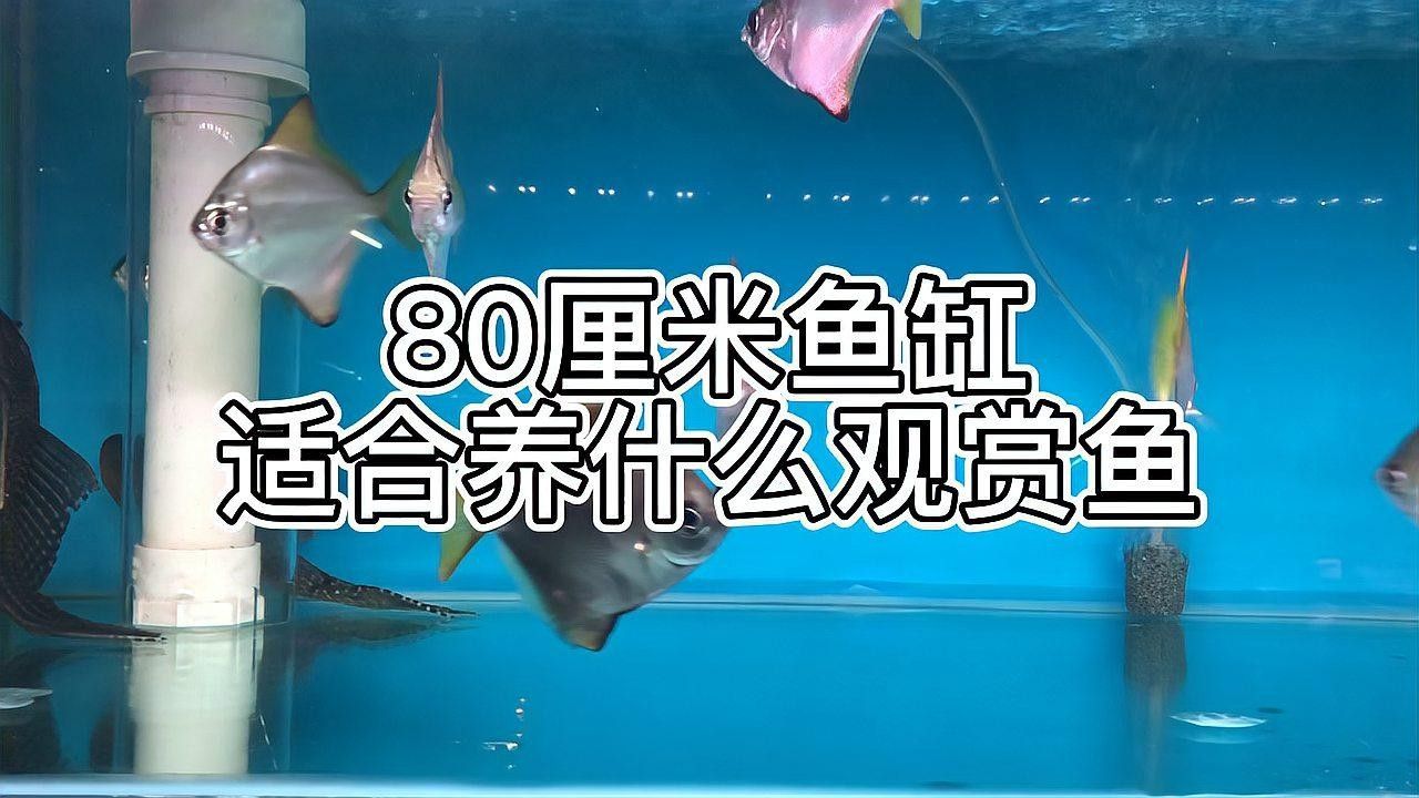 80的缸能養什么魚（0升的魚缸可以養殖多種魚類）