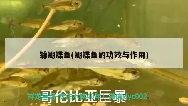 如何前往和興龍魚總店（<strong><mark>北京</mark></strong>和興龍魚總店如何預約）
