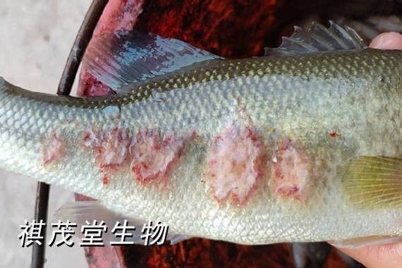 如何預防火龍魚白膜病？（火龍魚白膜病的治療方法有哪些火龍魚白膜病的治療方法）