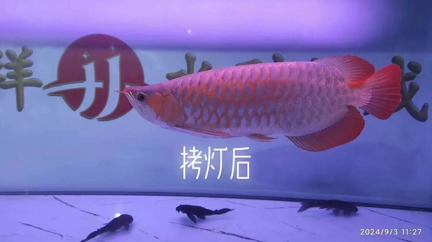 哪種龍魚發色增艷劑效果最好（如何選擇龍魚發色增艷劑）
