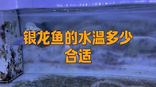 龍魚(yú)生病了如何加溫