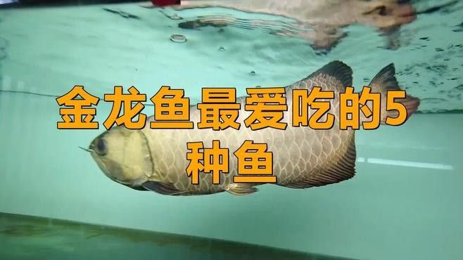 金龍魚的食物有哪些（金龍魚吃什么最好）