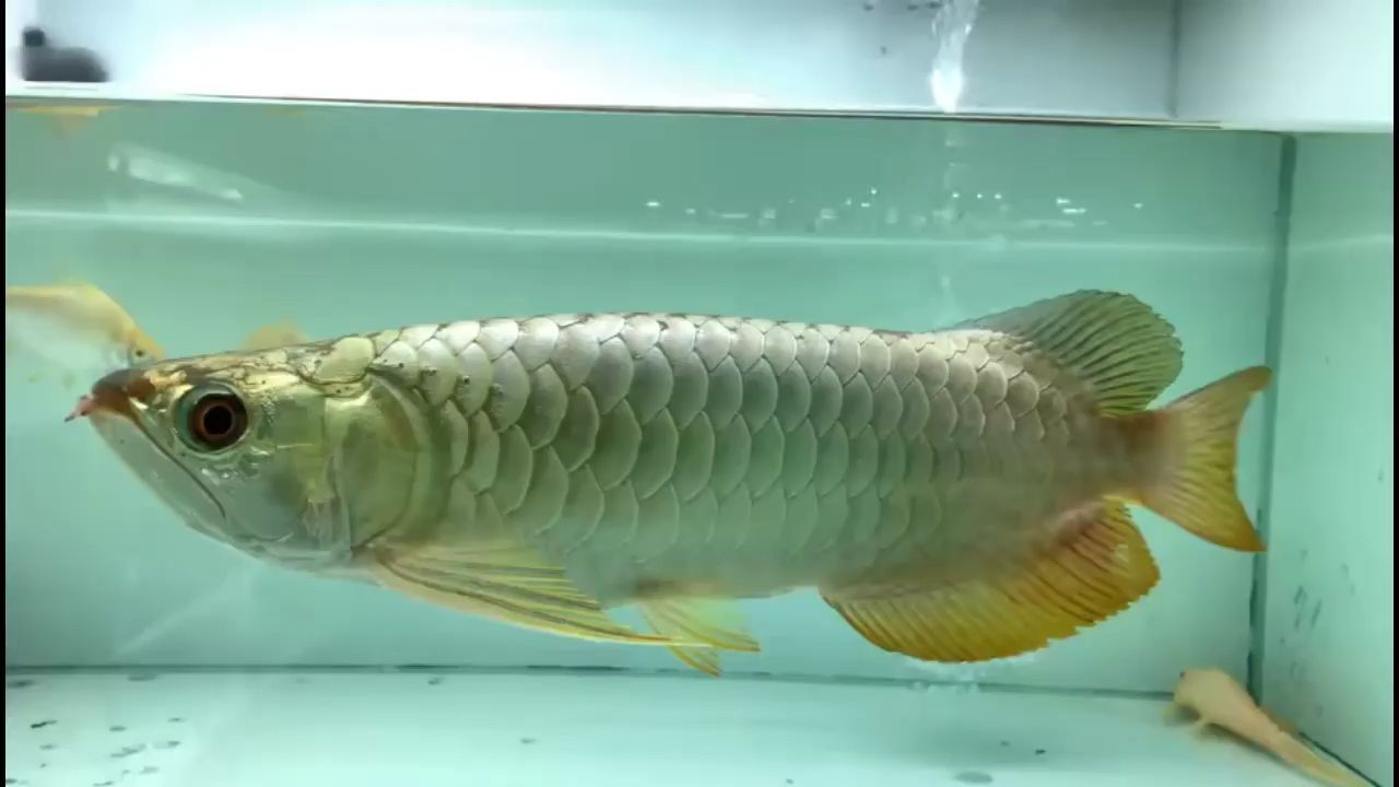 你能接受龍魚斷須嗎？