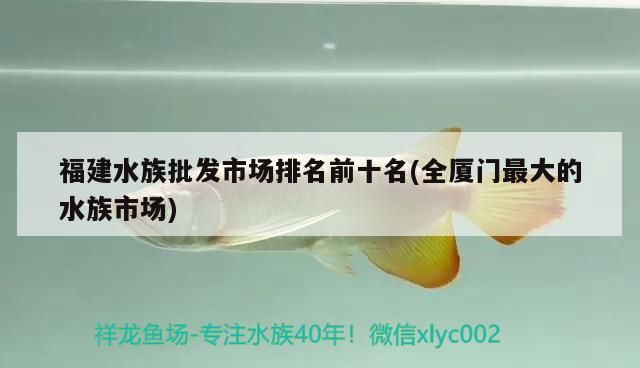 福建水族批發市場排名前十名(全廈門最大的水族市場)（水族批發市場排名前十名） 福建水族批發市場排名前十名(全廈門最大的水族市場)（水族批發市場排名前十名） 觀賞魚百科