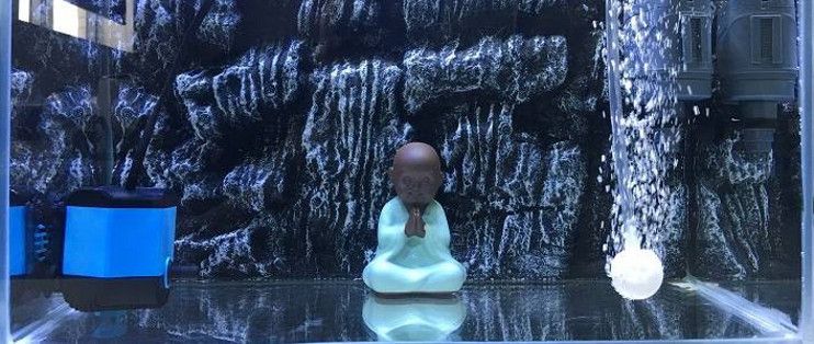 龍魚(yú)魚(yú)鰭上有白色絮狀物怎么辦圖片(龍魚(yú)鰭上有白點(diǎn))（龍魚(yú)魚(yú)鰭上有白色小團(tuán)、絮狀物怎么辦）