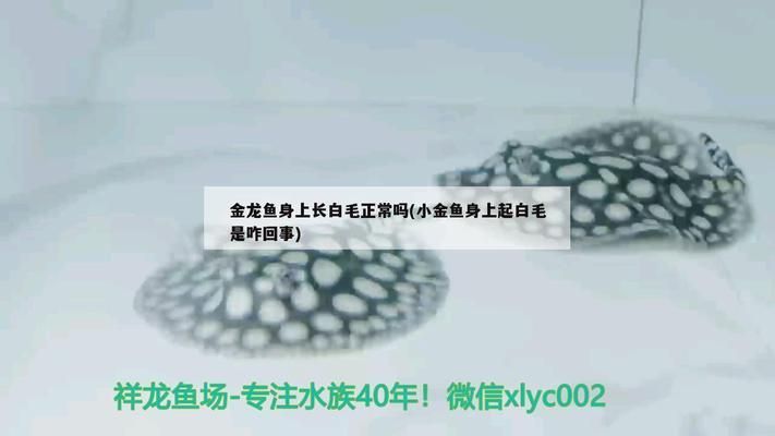 藍曼龍魚繁殖后如何護理，藍曼龍魚的護理方法