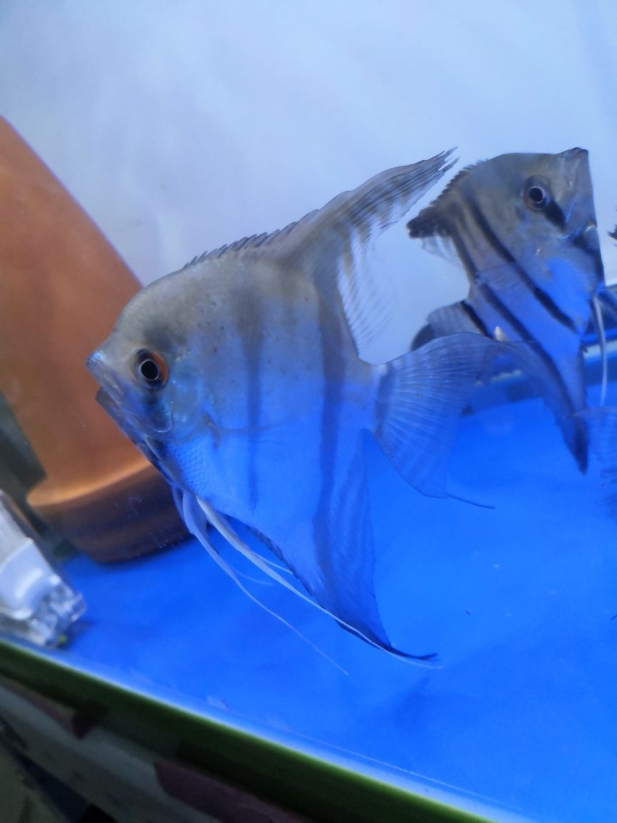 三文魚觀賞魚能吃嗎圖片大全（古比魚多少錢，能不能吃）（三文魚觀賞魚能吃嗎，古比魚多少錢，古比魚多少錢能吃嗎）