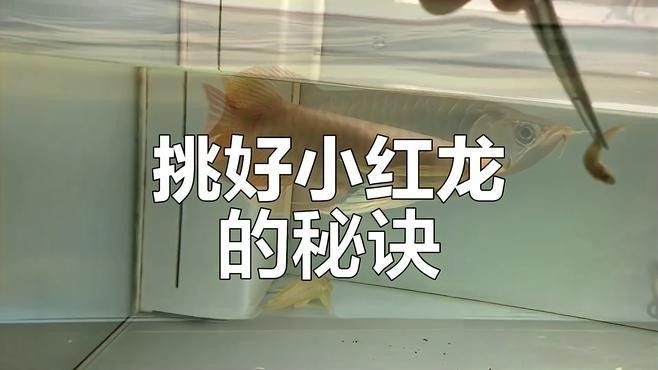 紅龍魚價格波動大嗎？（如何挑選優質紅龍魚） 紅龍魚價格波動大嗎？（如何挑選優質紅龍魚） 龍魚百科 第7張