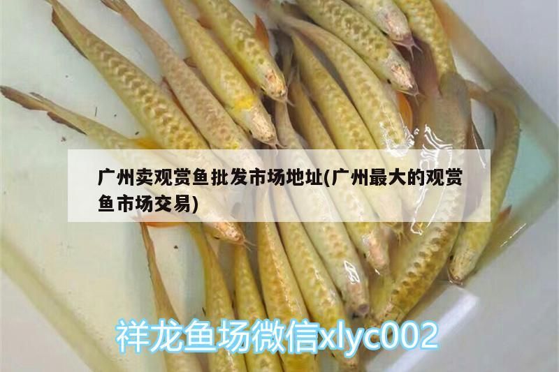 廣州賣觀賞魚批發市場地址(廣州最大的觀賞魚市場交易)（廣州賣觀賞魚批發市場地址）
