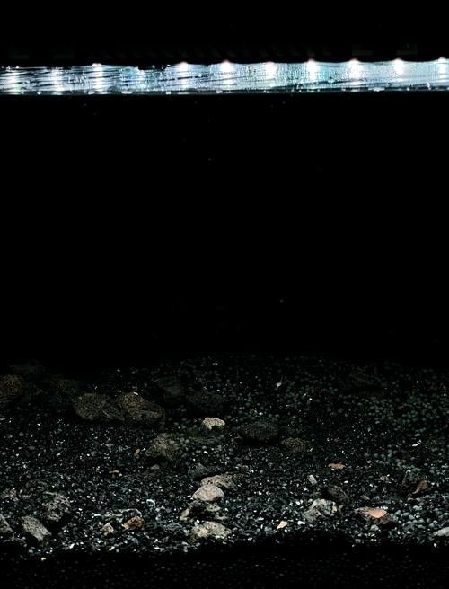 龍魚黑缸背景色選擇（養魚小藝龍魚背景選擇大揭秘黑缸、白缸養出不同效果）