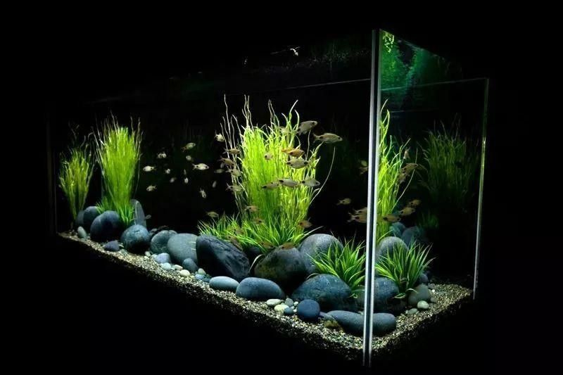 龍魚黑缸背景色選擇（養魚小藝龍魚背景選擇大揭秘黑缸、白缸養出不同效果）