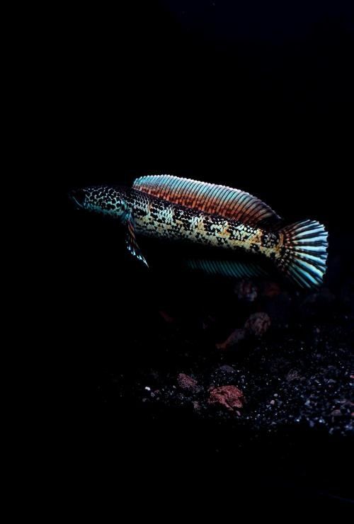 龍魚黑缸背景色選擇（養魚小藝龍魚背景選擇大揭秘黑缸、白缸養出不同效果）