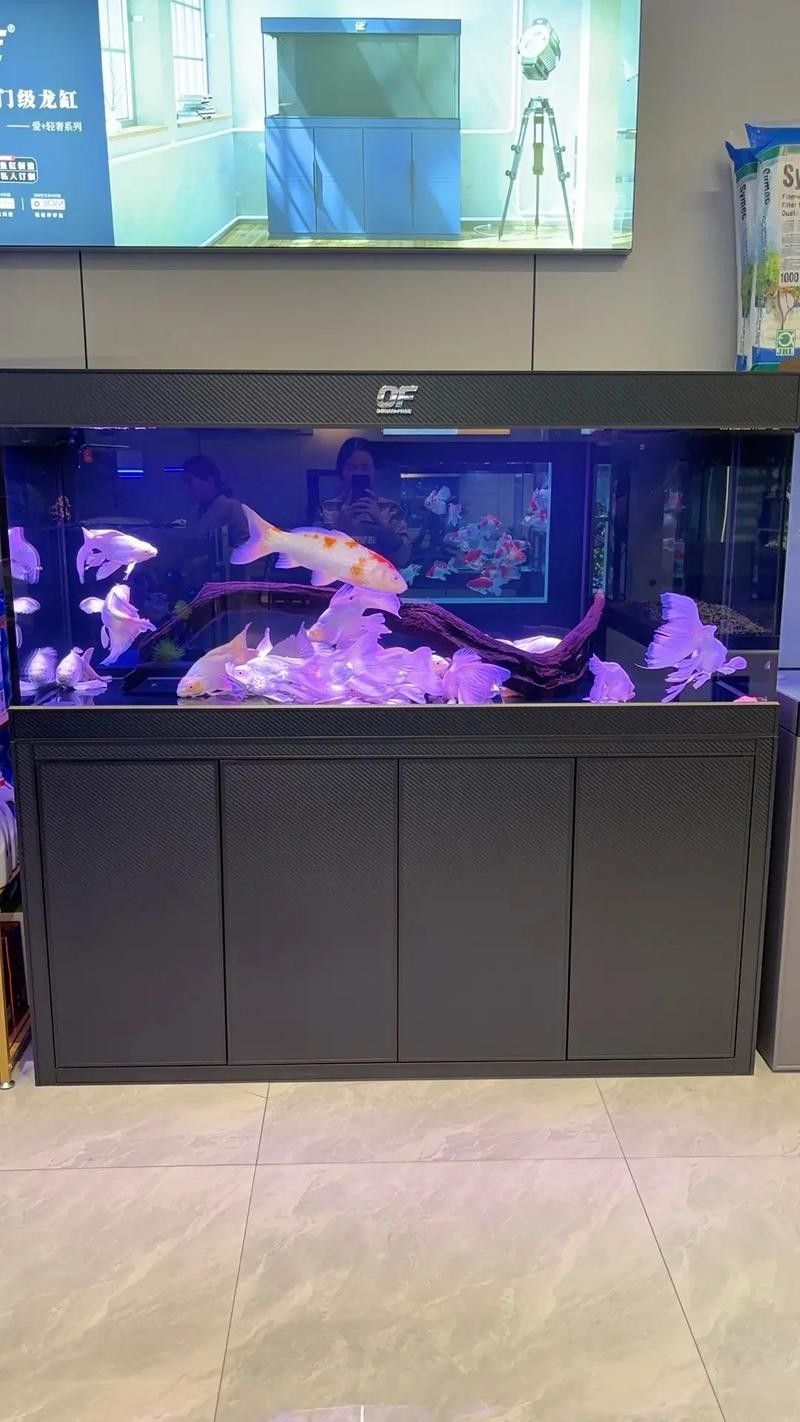 龍魚黑缸背景色選擇（養魚小藝龍魚背景選擇大揭秘黑缸、白缸養出不同效果）