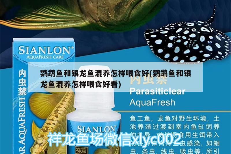 鸚鵡魚和銀龍魚混養(yǎng)怎樣喂食好(鸚鵡魚和銀龍魚混養(yǎng)怎樣喂食好看)（鸚鵡魚和銀龍魚和銀龍魚混養(yǎng)怎樣喂食好看對(duì)應(yīng)的知識(shí)點(diǎn)）