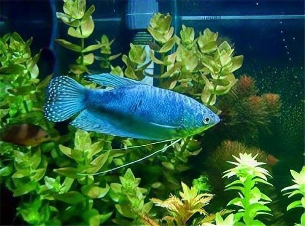 曼龍魚能長多大？（揭秘曼龍魚:究竟它能長多大）