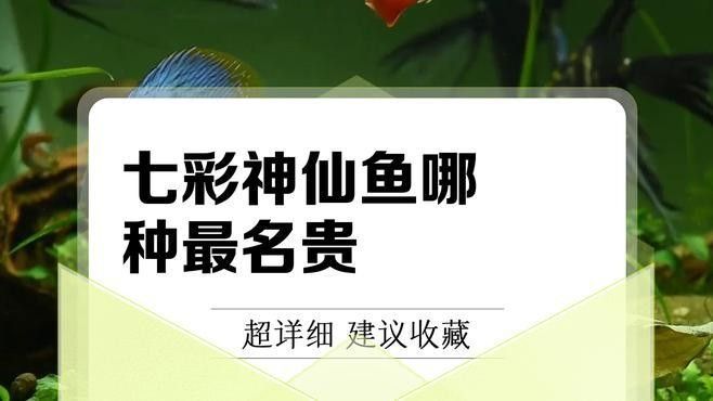 十大最貴的七彩魚（十大最貴的七彩魚哪個品種稀有）