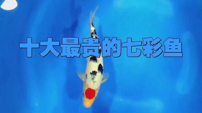 十大最貴的七彩魚（十大最貴的七彩魚哪個品種稀有）
