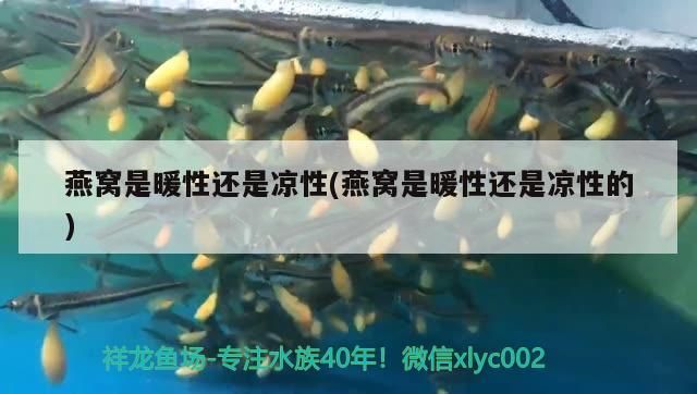 武威觀賞魚市場皇冠吃太多（威觀賞魚市場皇冠吃太多導致翹嘴不愛動怎么辦？）
