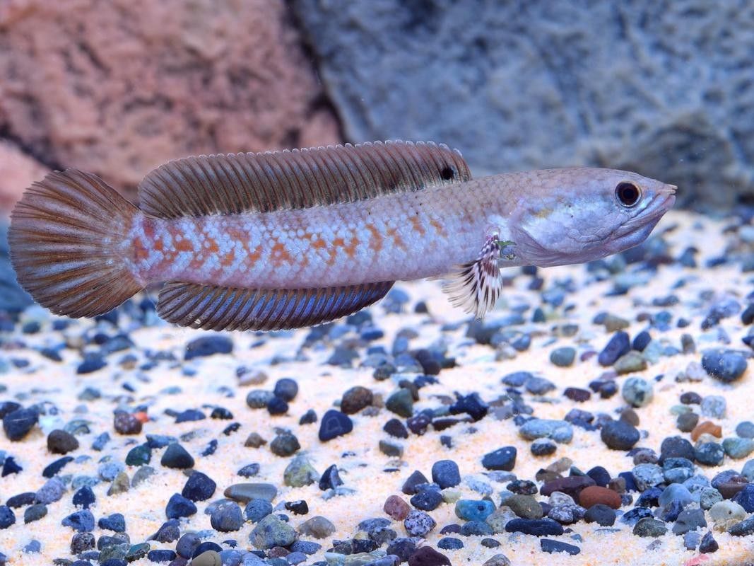 如何挑選健康的幻彩紅寶石雷龍魚（幻彩紅寶石雷龍魚怎么養(yǎng)揭秘養(yǎng)魚達(dá)人獨(dú)家秘籍）