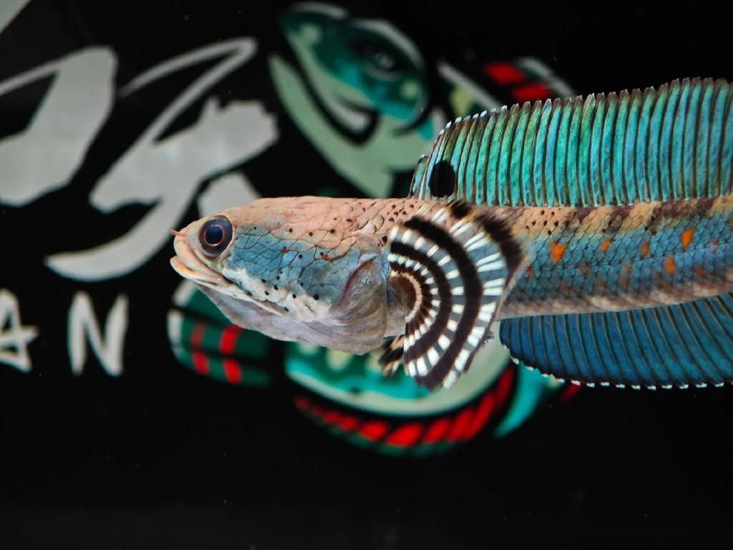 如何挑選健康的幻彩紅寶石雷龍魚（幻彩紅寶石雷龍魚怎么養(yǎng)揭秘養(yǎng)魚達(dá)人獨(dú)家秘籍）