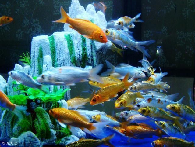 避免攻擊性魚類混養技巧（觀賞魚混養空間要求,如何判斷魚類性格溫和,混養環境水質管理技巧）