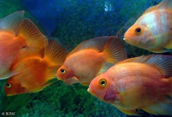 避免攻擊性魚類混養技巧（觀賞魚混養空間要求,如何判斷魚類性格溫和,混養環境水質管理技巧）
