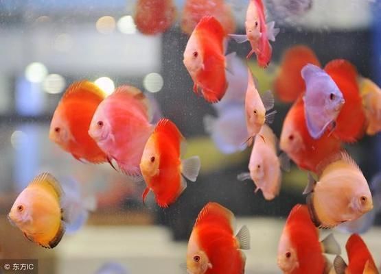避免攻擊性魚類混養技巧（觀賞魚混養空間要求,如何判斷魚類性格溫和,混養環境水質管理技巧）